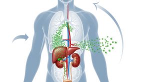 How Long Does THC Stay in the System